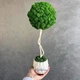 Дерево со стабилизированым мхом MiNature Moss ягель норвежский - изображение 2