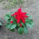 Насіння сальвії (шавлія декоративна) Moravoseed Шавлія сяючий червоний (red) 0,2 г - зображення 2