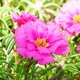 Портулак Грандифлора, рожевий Florium - зображення 2