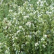 Семена Тимьян, 0,1 г (GL Seeds) - изображение 3