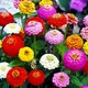 Цінія Ліліпут суміш Florium - зображення 1