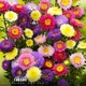 Астра Арлекін суміш Різнобарвний Насіння Florium (726444) - зображення 1
