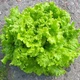 Семена Салат Афицион Florium (718012) - изображение 1