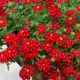 Вербена гібридна звисаюча суміш Різнобарвний Насіння Florium (726490) - зображення 2