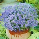 Насіння Брахікома блакитна Синій Florium (726238) - зображення 1