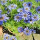 Насіння Брахікома блакитна Синій Florium (726238) - зображення 2