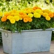 Чорнобривці Високорослі, суміш Різнобарвний Насіння Florium (726561) - зображення 2