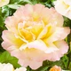 Роза Peace (Gloria Dei) Florium - зображення 1