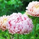 Астра Дюшес абрикосова Помаранчевий Насіння Florium (726573) - зображення 2