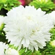Астра Красуня Тянь-Шаню Білий, бежевий, кремовий Насіння Florium (726637) - зображення 1
