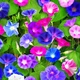Іпомея Райська Альтанка Різнобарвний Насіння Florium (726672) - зображення 1