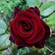 Роза Black Magic Червона Червоний Саджанці Florium (512147) - зображення 3