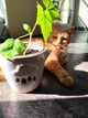 Подарочный набор GreenPet "Тучка" Янтарный огурчик Коктейльный - изображение 3