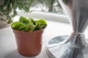 Дионея Венерина Мухоловка Растение P-9 см (Dionaea Muscipula) - изображение 6