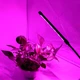Світлодіодна фітолампа для рослин та розсади Growlights (червоно-синє світло) з таймером - зображення 9