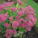 Очиток видный (Sedum spectabile) (саженец,открытый корень) 1 шт в упаковці - изображение 1