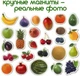 Набор магнитов Magdum "Фрукты и ягоды" ML4031-11 EN - изображение 5