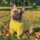 Светр для собак маленьких та середніх порід Dog Baby Button S Yellow - зображення 1