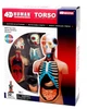 Объемная анатомическая модель 4D Master Торс человека (FM-626003) - изображение 4
