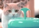 Фонтан-поїлка для котів і собак PAWOOF 1.5L з фільтром, Зелений (006-GREEN) - зображення 10