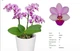 Орхидея (нецветущий подросток) TopDreams фаленопсис Льюис Берри Phalaenopsis Liu's Berry 1155 в размере 1.7 - изображение 2