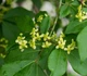 Бересклет крылатый 'Compactus'/Euonymus alatus 'Compactus' С3 / Н 20-30 - изображение 3