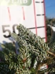 Ялиця корейська Сільберлок/Abies koreana Silberlocke С5 /Н 20-40 - зображення 5