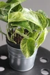 Епіпремнум марбл квін / Epipremnum Marble Queen 12 см горщик 7868 - зображення 2