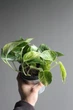 Епіпремнум марбл квін / Epipremnum Marble Queen 12 см горщик 7868 - зображення 3