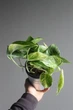 Епіпремнум марбл квін / Epipremnum Marble Queen 12 см горщик 7868 - зображення 4