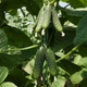 Семена огурцов Kitano Seeds Нибори f1 (кс 90 f1) 250 семян - изображение 3