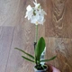 Орхидея Фаленопсис White мини GreenLife, h=20-25 см - изображение 1