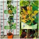 Жимолость Тельмана / Lonicera × tellmanniana С2/Н 80-90 - зображення 3