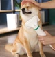 Фен фурмінатор для котів та собак Pet Grooming Dryer WN-10 - зображення 4