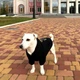 Худи для собак DogClub Frenchdog M Black - изображение 8