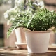 Штучна рослина в горщику для приміщення/вулиці багатоніжка FEJKA IKEA 504.933.49 - зображення 4