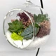 Флорариум подвесной Garden mix Шарик - изображение 4