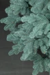 Ялинка лита "Ковалівська" Блакитна 2,10 м (SG4829221300210) ТМ SigaGroup - зображення 9