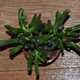 Крассула трубчаста GreenLife h 10 см - зображення 1