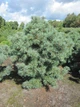 Сосна дрібноквіткова 'Шунс Бансай"/Pinus parv. 'Schoon's Bonsai' С20/ Н 40-50 - зображення 3