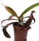 Непентесы Сангвинея Растение хищник AlienPlants Nepenthes Sanguinea (SUN007CP) - изображение 1