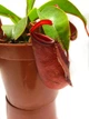 Растение хищник Непентес Кровавая Мэри AlienPlants Nepenthes Bloody Merry (SUN008CP) - изображение 2