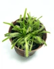 Растение хищник Росянка Капская AlienPlants Drosera Capensis (SUN0011CP) - изображение 1