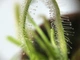 Растение хищник Росянка Капская AlienPlants Drosera Capensis (SUN0011CP) - изображение 3