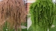 Лиственница европейская Пендула на штамбе/ Larix decidua Pendula С12/ Ра Н160-180 - изображение 4