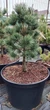 Сосна дрібноквіткова 'Шунс Бансай"/Pinus parv. 'Schoon's Bonsai' С20/ Н 40-50 - зображення 1