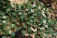 Кизильник Королева ковров / Cotoneaster pr. 'Queen of Carpets' - изображение 1