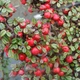 Кизильник Королева ковров / Cotoneaster pr. 'Queen of Carpets' - изображение 2
