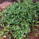 Кизильник Королева ковров / Cotoneaster pr. 'Queen of Carpets' - изображение 4