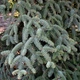 Пихта Испанская 'Glauca'/ Abies pinsapo 'Glauca' С15 Н 50-60 - изображение 5